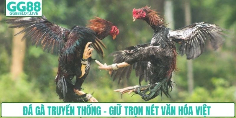 Đá gà truyền thống - Giữ trọn nét văn hóa Việt